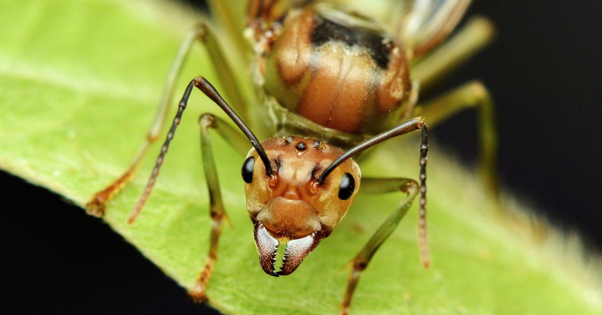Insectes et animaux : les piqûres les plus redoutées Insectes et animaux : les piqûres les plus redoutées