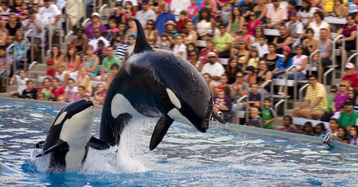 Parc Marineland d'Antibes : le sort de ses 4.000 animaux reste incertain