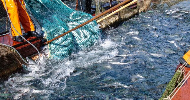 Bretagne : La pêche au saumon et à la truite de mer interdites pour 2025 Bretagne : La pêche au saumon et à la truite de mer interdites pour 2025