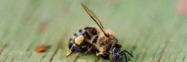 Retour des néonicotinoïdes : une régression pour l’écologie et la biodiversité Retour des néonicotinoïdes : une régression pour l’écologie et la biodiversité