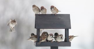 Comment positionner un nichoir pour attirer les oiseaux dans votre jardin ? Comment positionner un nichoir pour attirer les oiseaux dans votre jardin ?