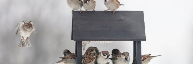 Comment positionner un nichoir pour attirer les oiseaux dans votre jardin ?