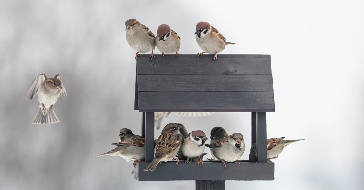 Comment positionner un nichoir pour attirer les oiseaux dans votre jardin ?