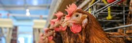 Révolution : le plus gros fonds du monde impose le bien-être animal aux géants de l’agroalimentaire !