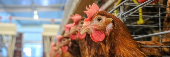 le plus gros fonds du monde impose le bien-être animal aux géants de l’agroalimentaire !