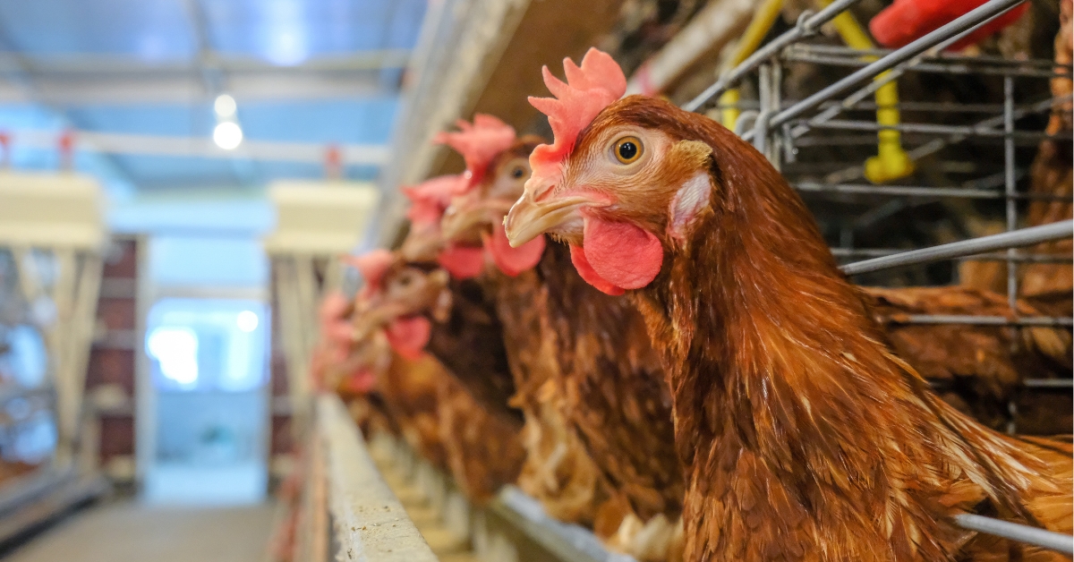 Révolution : le plus gros fonds du monde impose le bien-être animal aux géants de l'agroalimentaire !