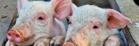 Pourquoi L214 porte plainte contre Lidl