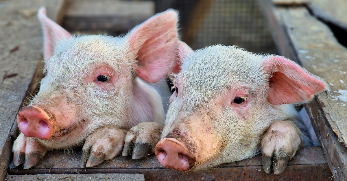 Pourquoi L214 porte plainte contre Lidl