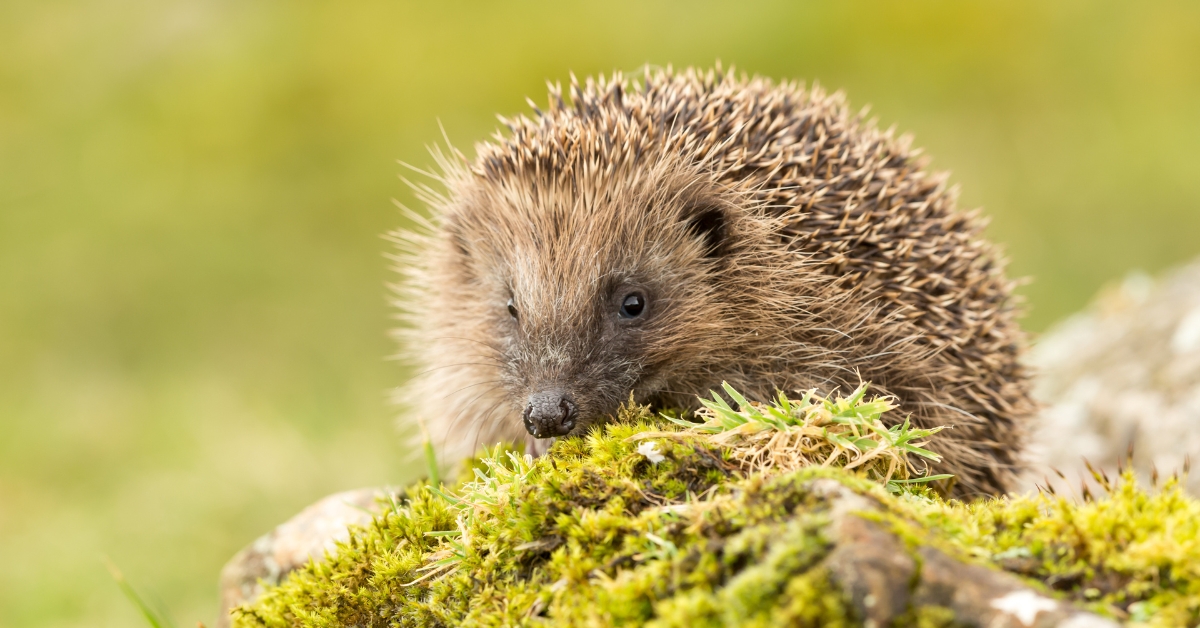 Article 13 de la Loi d'Orientation Agricole : la biodiversité en danger face à un recul historique du droit environnemental