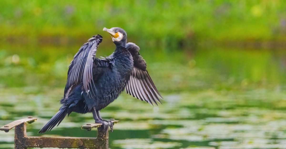 Le grand cormoran, entre protection et menace : une décision controversée