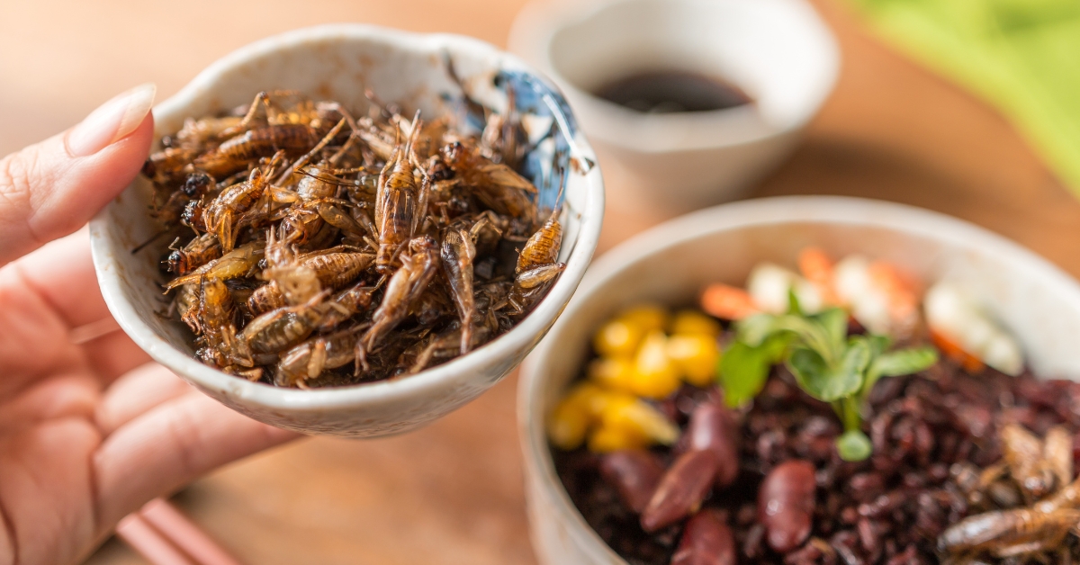 L'Europe autorise les plats à base d'insectes - Êtes-vous prêt·e à en manger ?