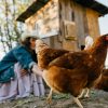 Peut-on vraiment donner tous ses restes aux poules ? Peut-on vraiment donner tous ses restes aux poules ?