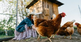 Peut-on vraiment donner tous ses restes aux poules ?