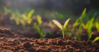La 'banque de graines pour l'Apocalypse' reçoit 14.000 nouveaux échantillons des quatre coins du monde La 'banque de graines pour l'Apocalypse' reçoit 14.000 nouveaux échantillons des quatre coins du monde