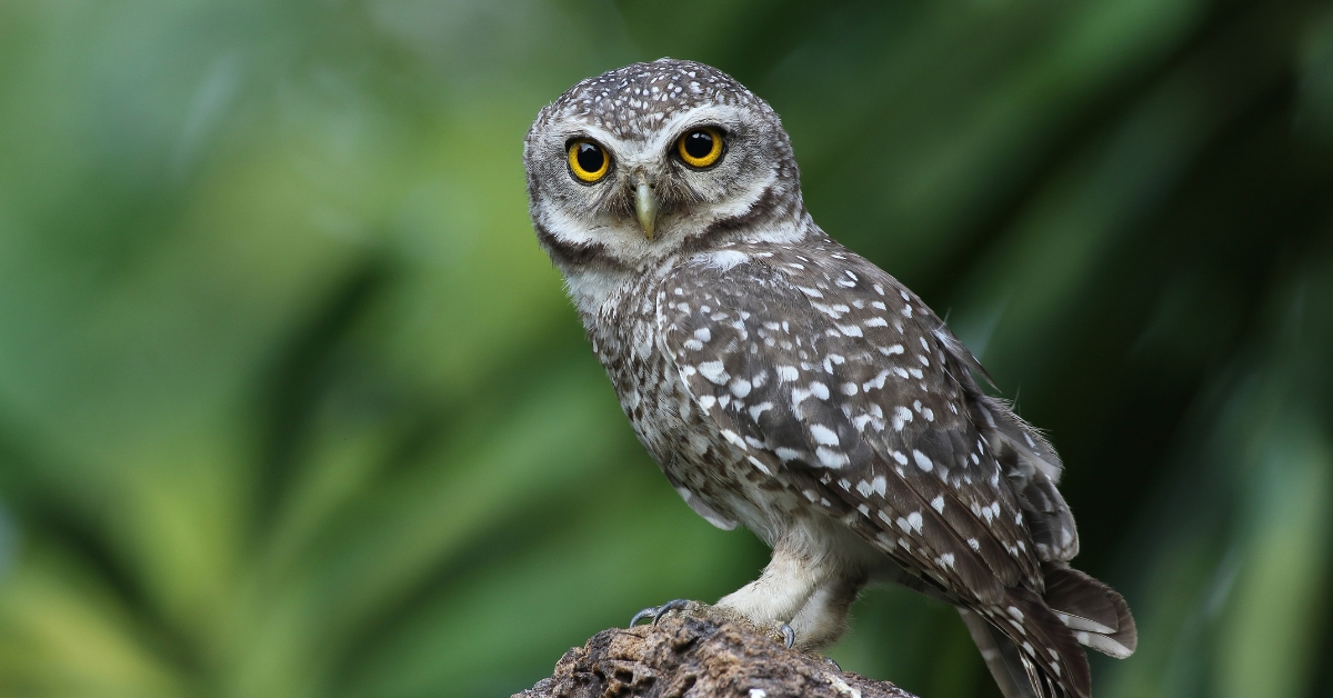 Nuit de la Chouette 2025 : chouettes et hiboux en péril, comment inverser la tendance ?