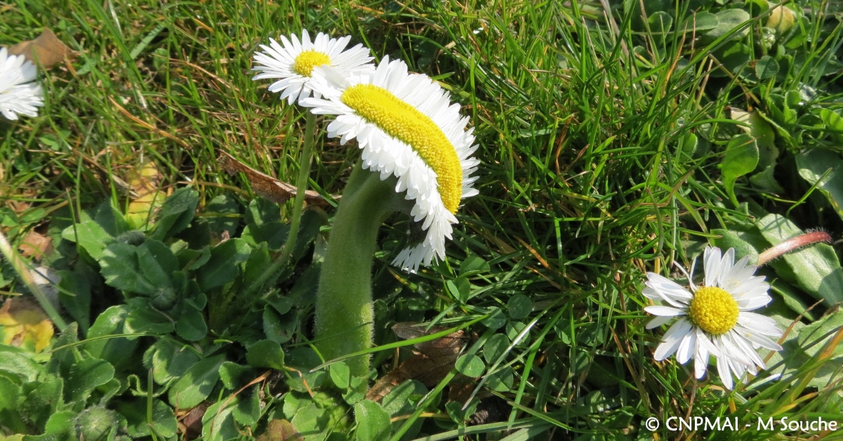 Quand la nature perd le nord : l'étrange cas de la fasciation Quand la nature perd le nord : l'étrange cas de la fasciation