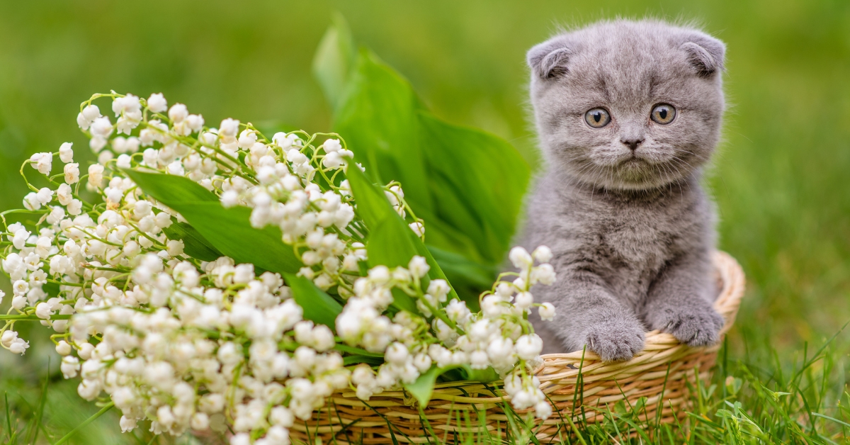 1er mai : gare au muguet toxique pour les chiens et chats !