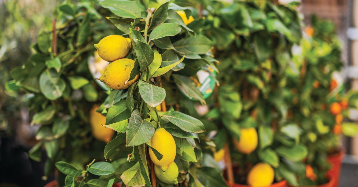 Mon citronnier est couvert de points blancs : attention, danger !