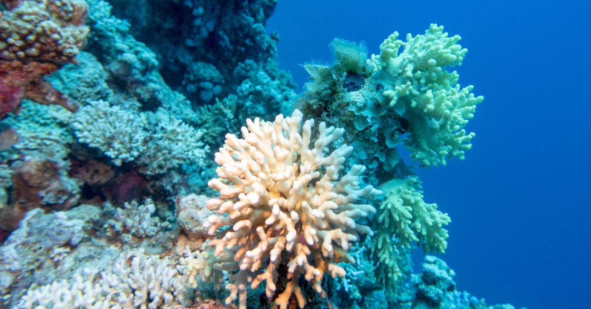 Blanchissement des coraux : 84 % des récifs touchés, un record mondial alarmant