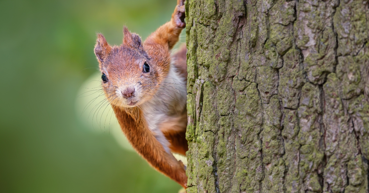 J'ai un écureuil dans mon jardin