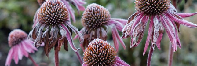 Quelles fleurs peut-on planter sans risque avant les Saints de Glace ?