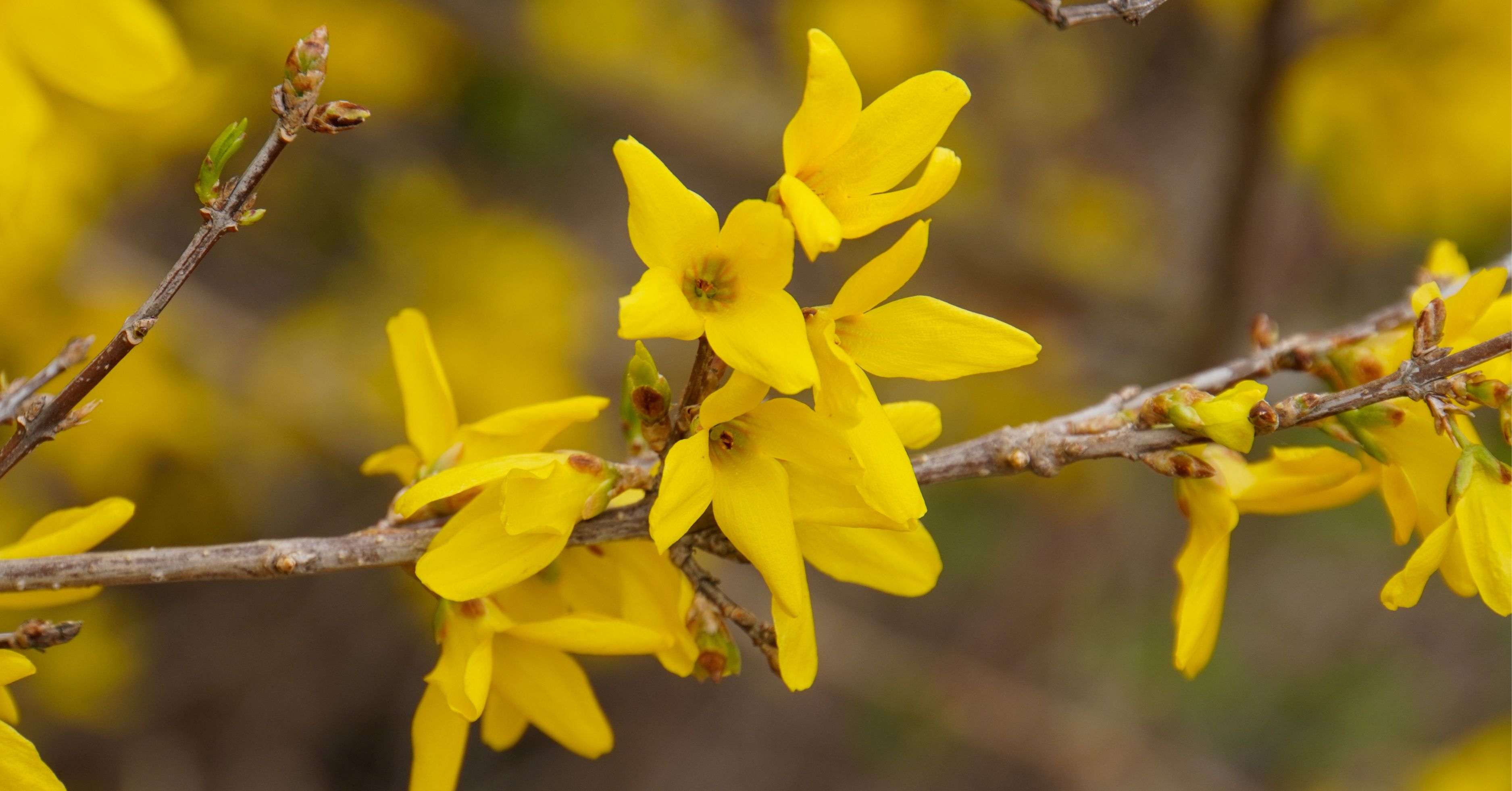 forsythias