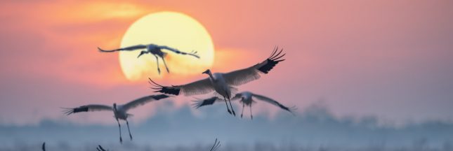 Découvrez les migrations animales les plus spectaculaires