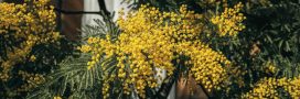 Cultiver le mimosa en France : où, comment, avec quelles variétés ?