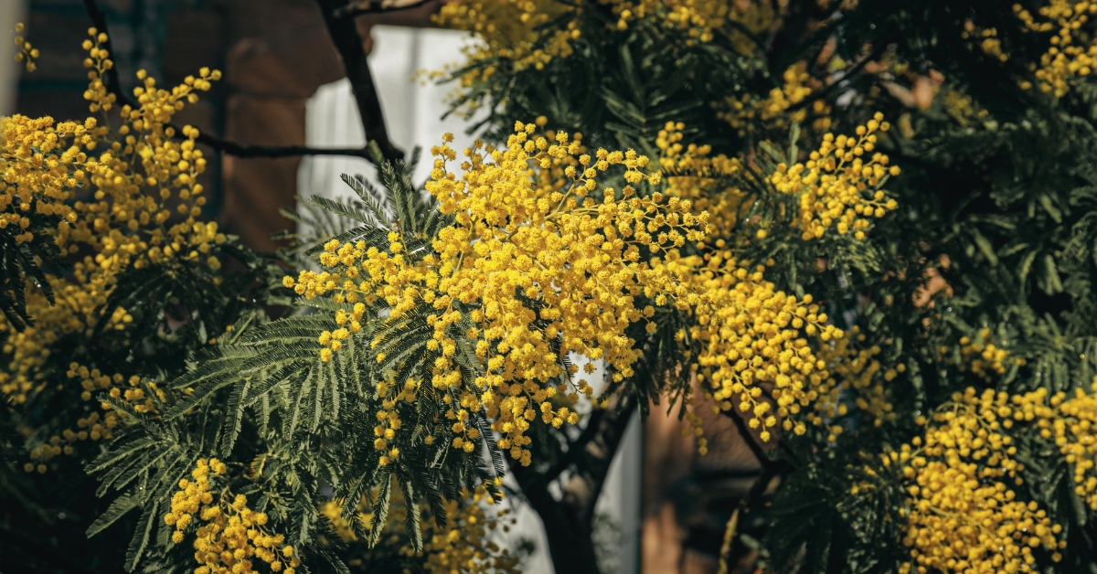 Cultiver le mimosa en France : où, comment, avec quelles variétés ?