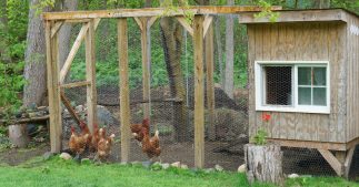 Impôts 2025 : les poulaillers sous le feu du fisc ? Impôts 2025 : les poulaillers sous le feu du fisc ?