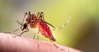 Notre sang bientôt toxique pour les moustiques ? La science s'en approche Notre sang bientôt toxique pour les moustiques ? La science s'en approche