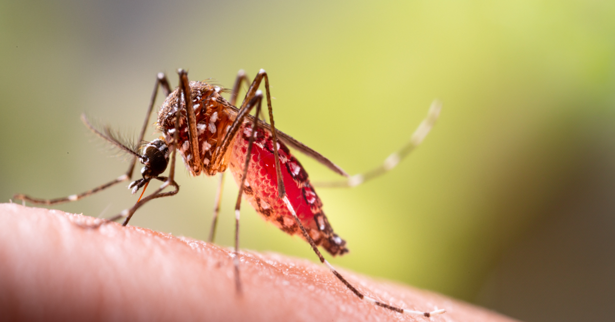 Notre sang bientôt toxique pour les moustiques ? La science s'en approche