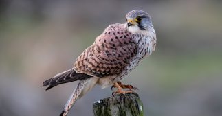 31 éoliennes stoppées pour sauver le faucon crécerellette