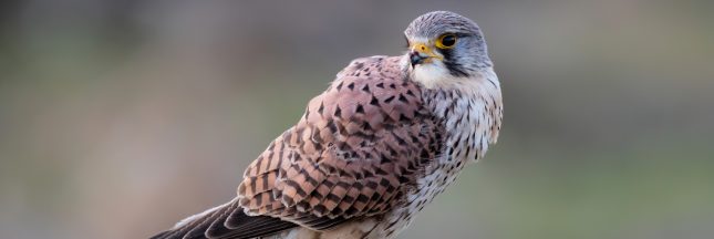 biodiversité ordinaire, protégeons le faucon crécerelle