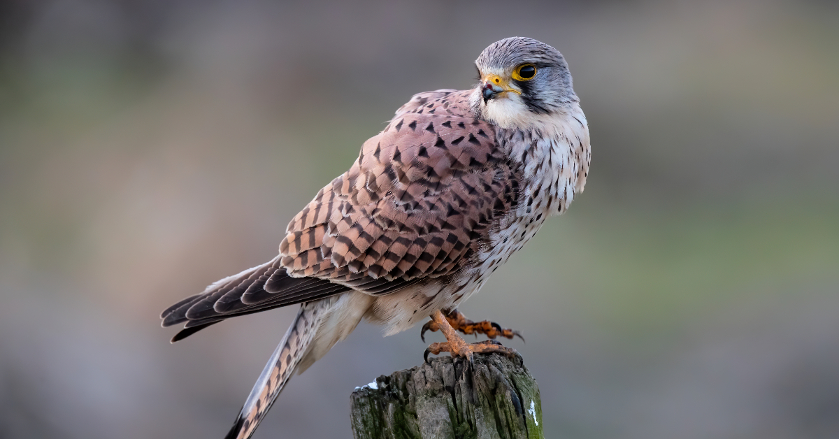 31 éoliennes stoppées pour sauver le faucon crécerellette