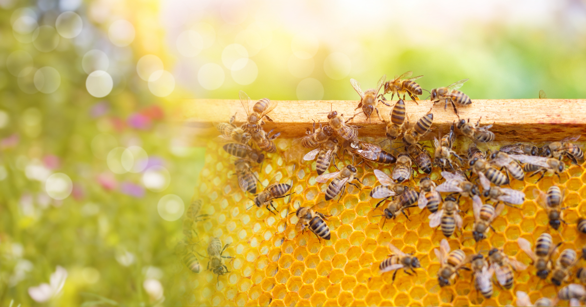 Acétamipride : retour d'un insecticide dangereux pour les abeilles mais pas que...