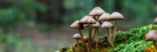 Des centaines d'espèces de champignons menacées d'extinction