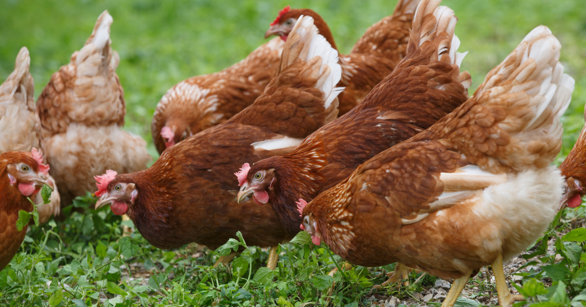 Comment bien veiller sur la santé de vos poules Comment bien veiller sur la santé de vos poules