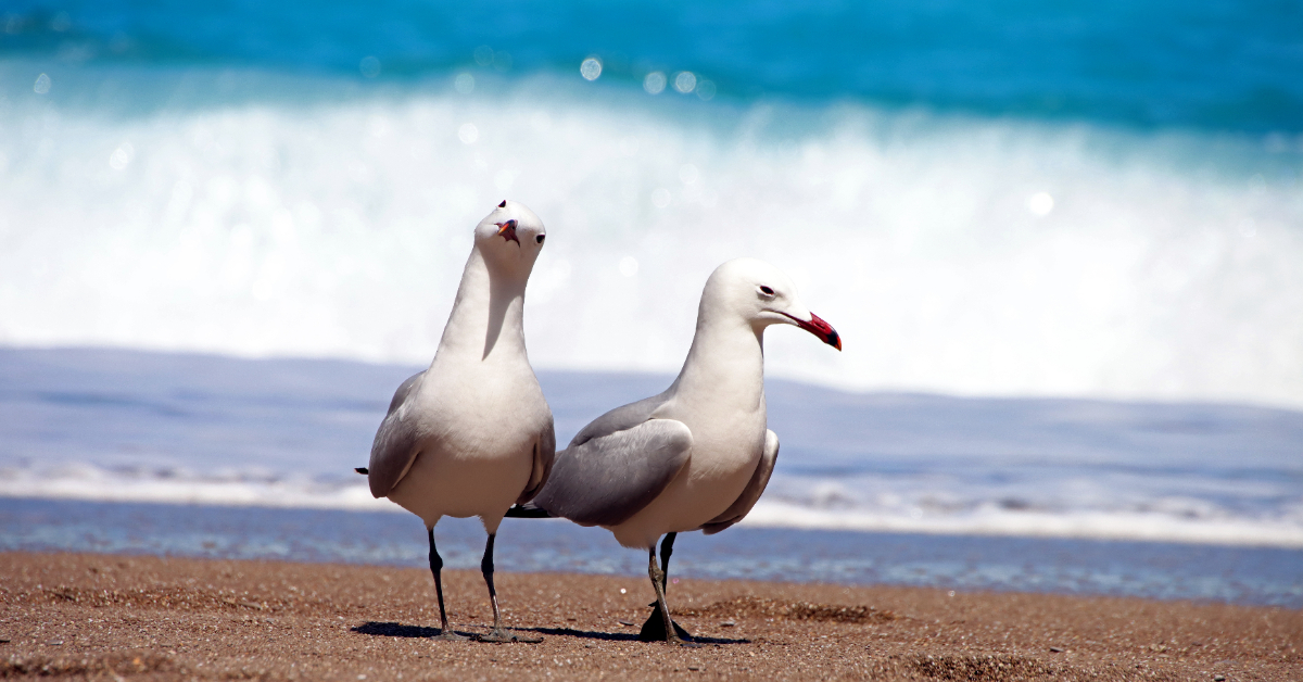 Démence : le plastique altère le cerveau des oiseaux marins selon une étude