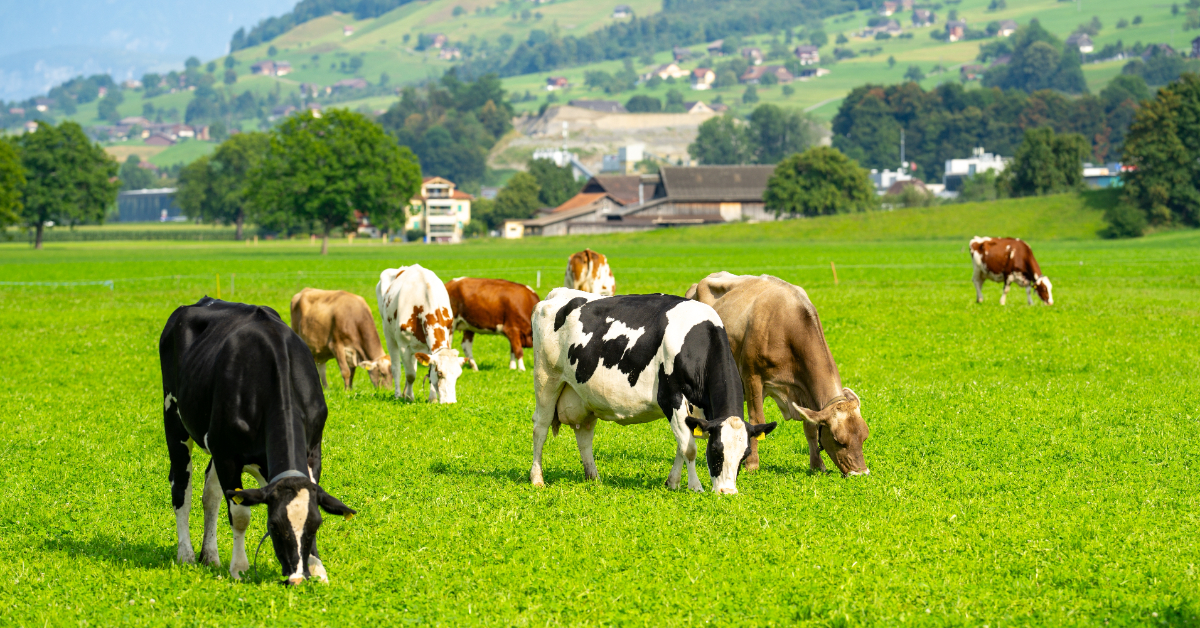 Flatulences bovines : enfin une solution naturelle, efficace et rentable