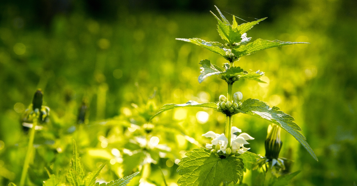 N'arrachez pas cette plante dans votre jardin