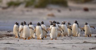 Quand les excréments des pingouins font la météo en Antarctique