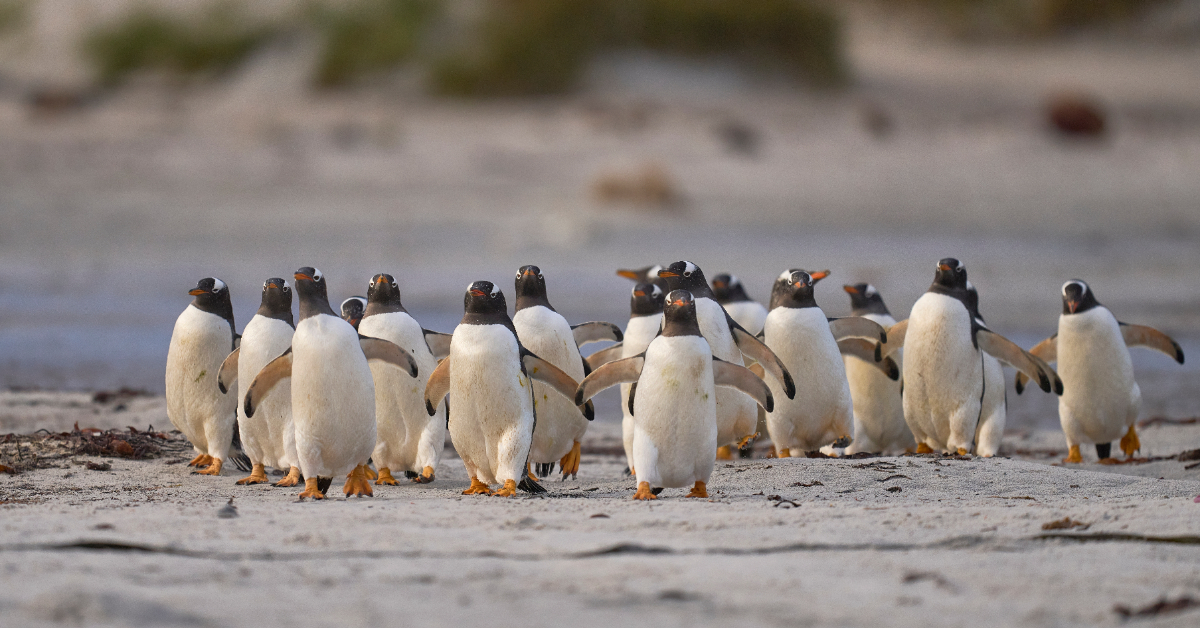 Quand les excréments des pingouins font la météo en Antarctique