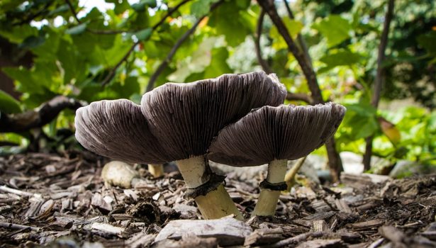 Sauvegarder le règne des champignons