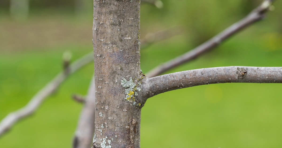 Arbre planté puis mort : quels recours pour l'acheteur ?
