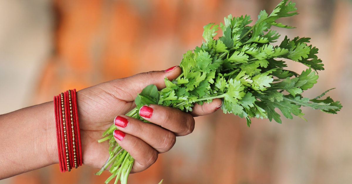 La coriandre fraîche pour une beauté naturelle : 5 astuces incontournables