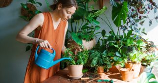 Pourquoi se débarrasser des mouches du terreau ? Pourquoi se débarrasser des mouches du terreau ?