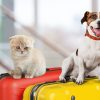 Animal de compagnie : quelles compagnies aériennes les acceptent le mieux ?