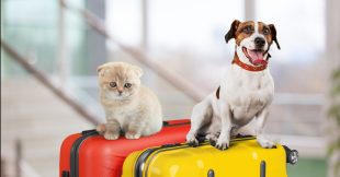 Animal de compagnie : quelles compagnies aériennes les acceptent le mieux ?