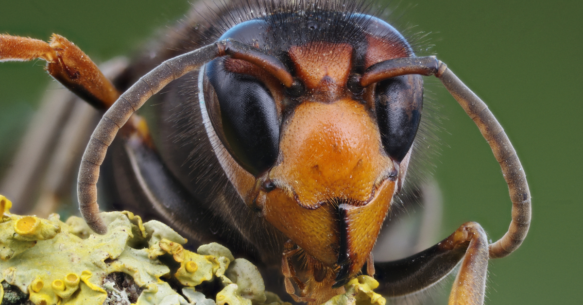 Frelons asiatiques : savez-vous où ils se cachent ?